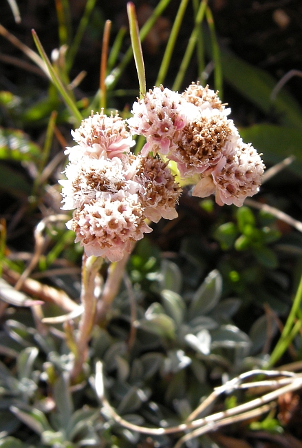 Antennaria dioica / Sempiterni di montagna